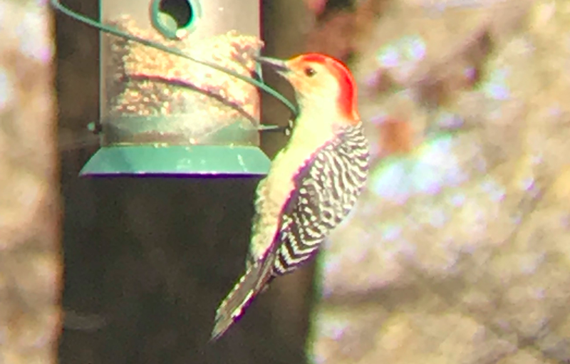 Red bellied woodpecker